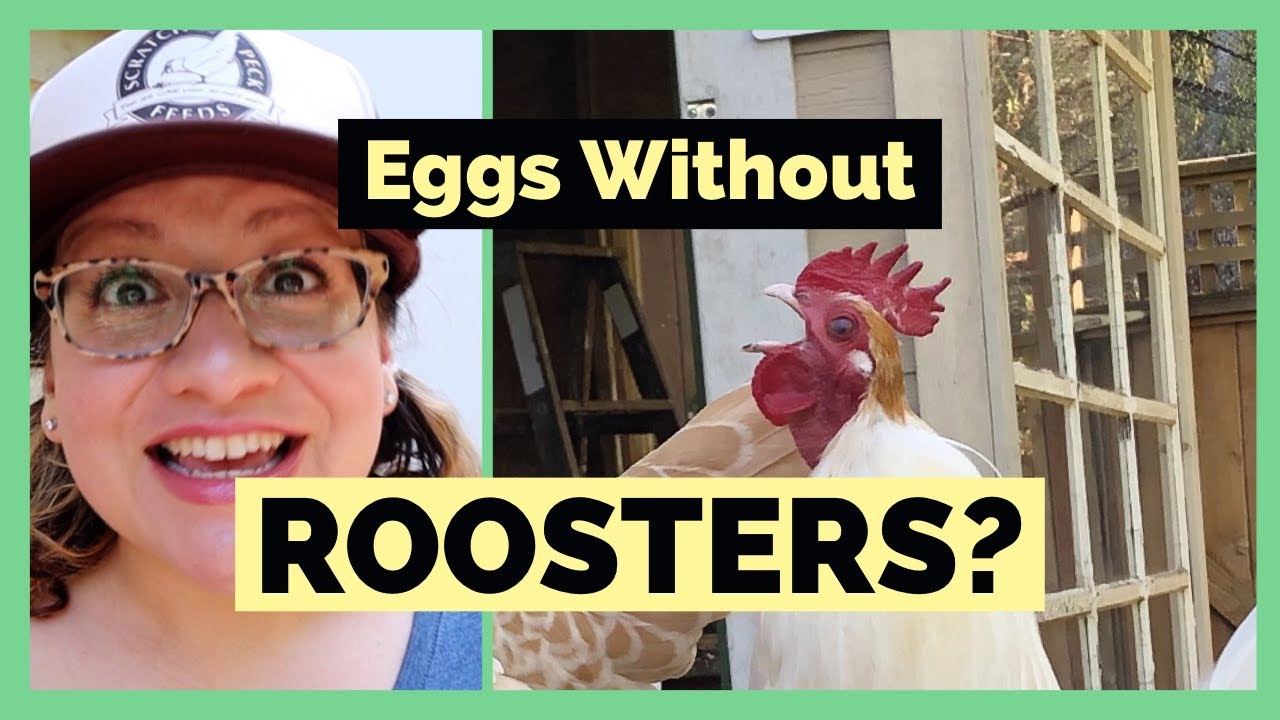 Can Chickens Lay Eggs Without a Rooster