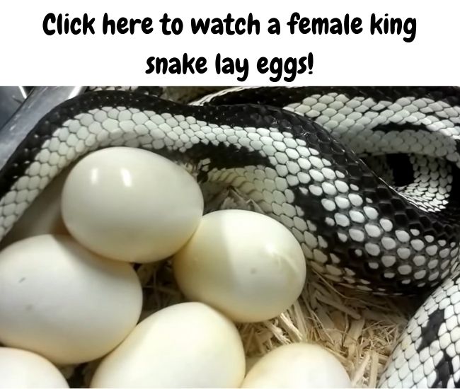 How Do Snakes Lay Eggs