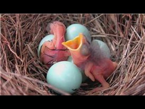 How Long Bird Eggs Hatch