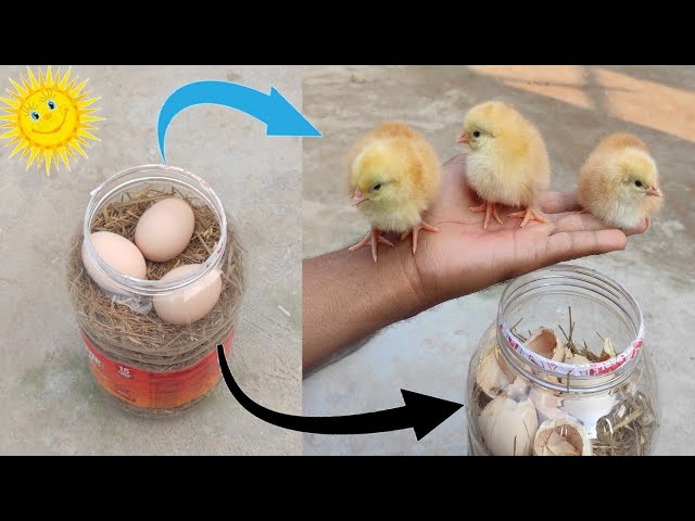 How to Hatch Chicken Eggs